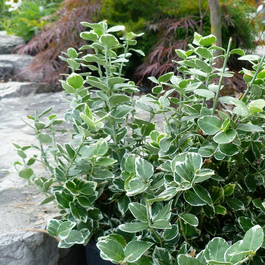 Euonymus, Emerald Gaiety 2g