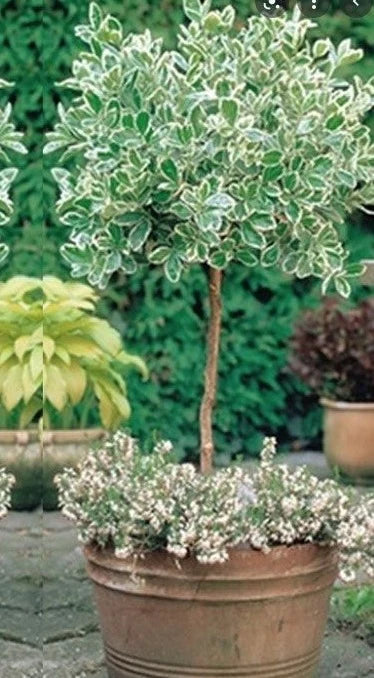 Euonymus, Emerald Gaiety Standard