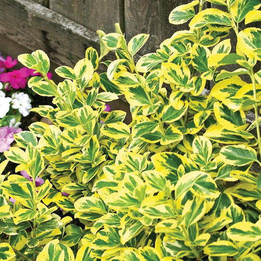 Euonymus, Emerald N Gold 2g