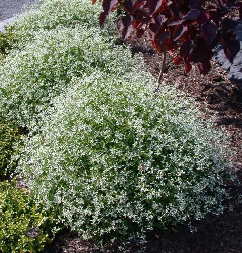 Euphorbia, Diamond Frost