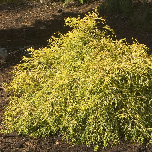 Falsecypress, Golden Mop