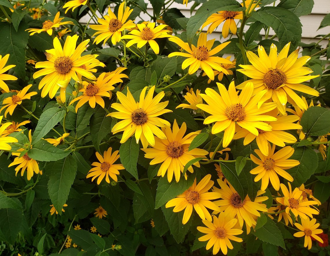 False Sunflower