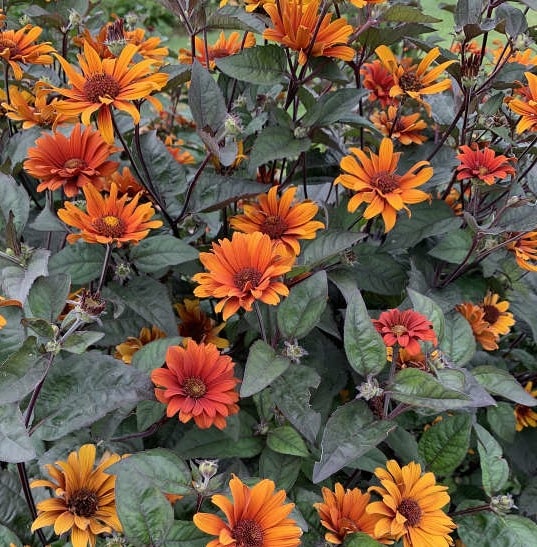 False Sunflower, Bleeding Hearts