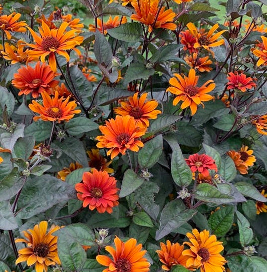 False Sunflower, Bleeding Hearts