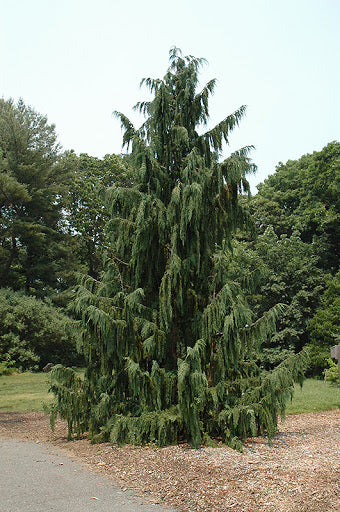 Falsecypress, Weeping Blue Nootka 15g