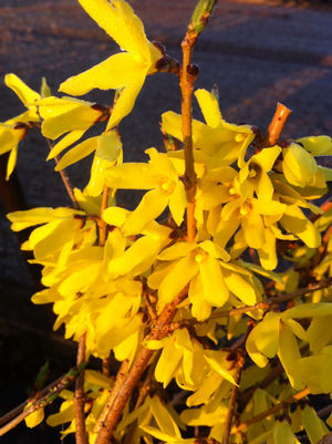 Forsythia, Northern Gold Early