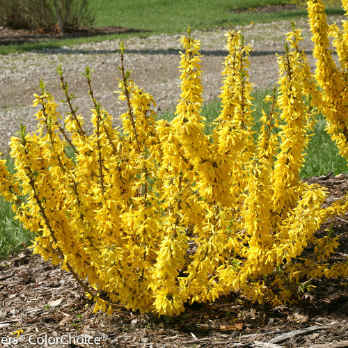 Forsythia, Show Off Sugar Baby
