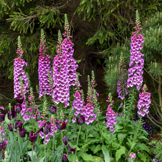 Foxglove, Dalmation Purple 2g