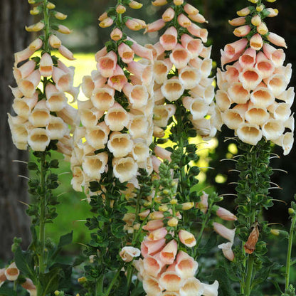 Foxglove, Dalmation Peach