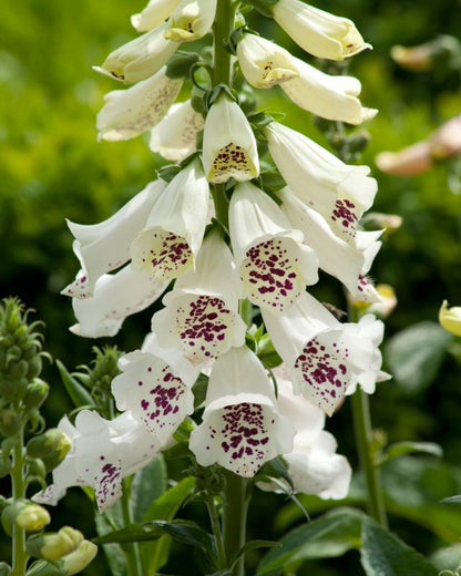 Foxglove, Dalmation White