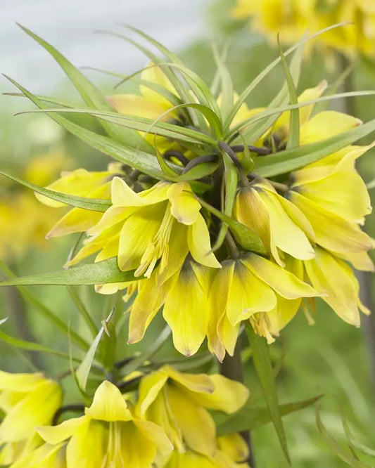 Fritillaria, Early Sensation Tops 1/ pkg