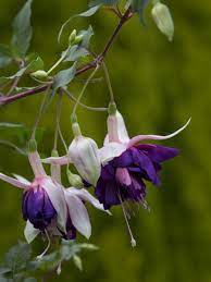 10" Hanging Basket, Royal Mosaic Fuchsia