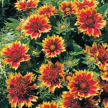 Blanket Flower, Guapa Flamenco Bicolour