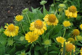 Blanket Flower, Mesa Yellow 1g