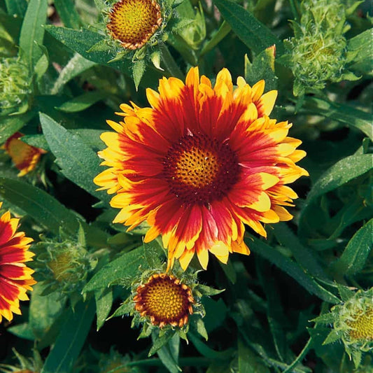 Blanket Flower, Arizona Sun 1g