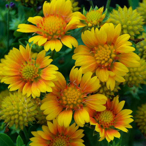 Blanket Flower, Arizona Apricot