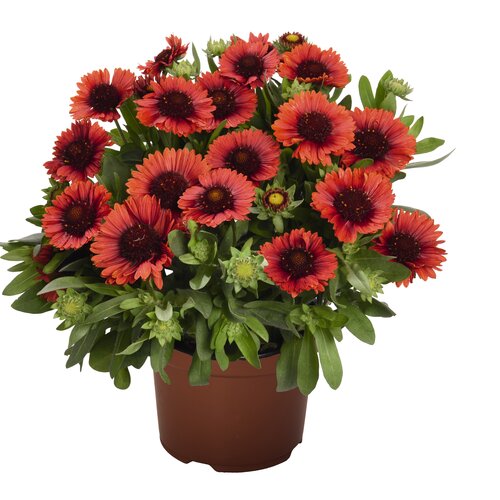 Blanket Flower, SpinTop  Red