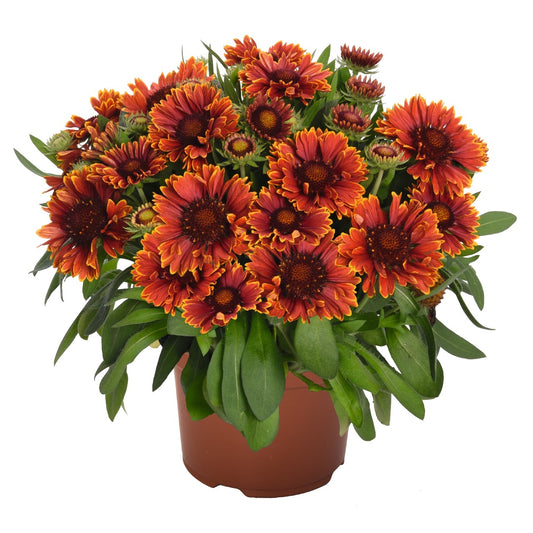 Blanket Flower, SpinTop Yellow Touch