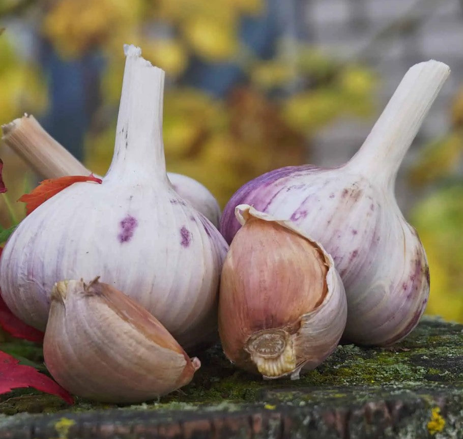 Garlic Bulb, Metechi Hardneck 3/ pkg