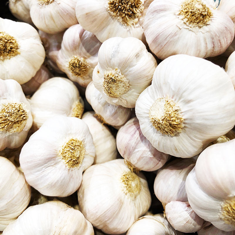 Garlic, Fall Bulbs