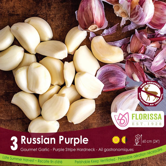 Garlic, Russian Purple Top - 3/ pkg