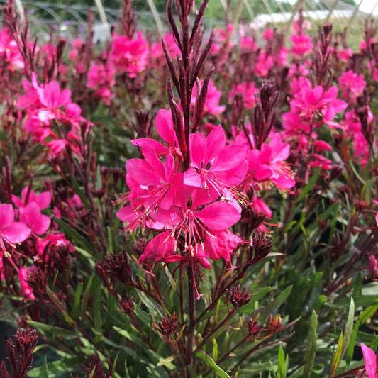 Gaura, Belleza Dark Pink