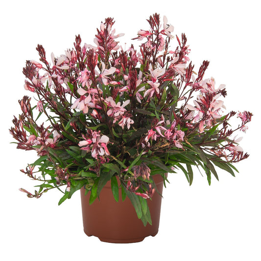 Gaura, Graceful Pink 1qt