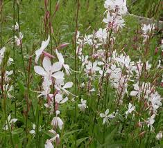 Gaura, Whirling Butterflies