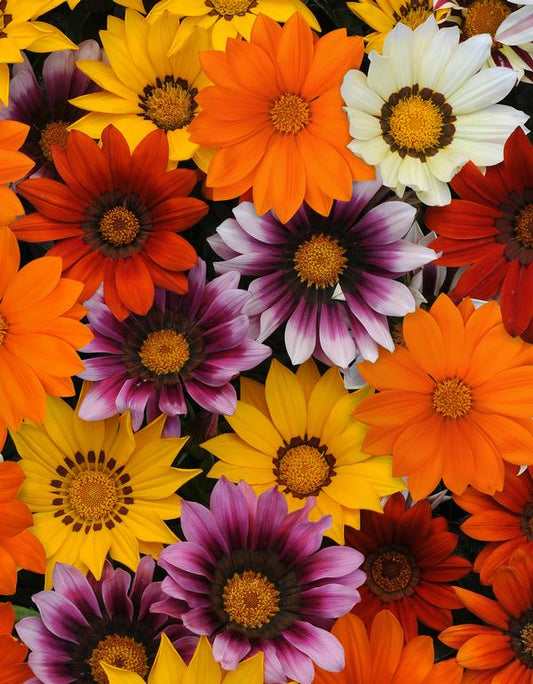 Gazania, New Day Mix 6 plants/ box