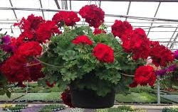 12" Hanging Basket, Geraniums