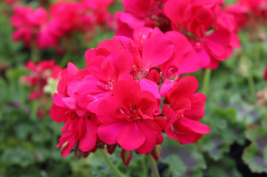 Geranium, Calliope Medium Dark Pink Dark Leaf
