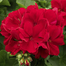 Geranium, Calliope Medium Dark Red