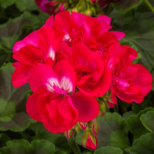 Geranium, Calliope Medium Hot Rose