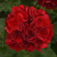 Geranium, Dynamo Dark Red