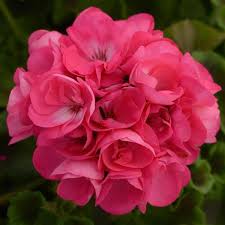 Geranium, Dynamo Hot Pink