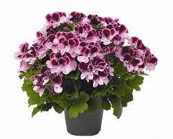 Geranium, Elegance Purple Majesty Regal