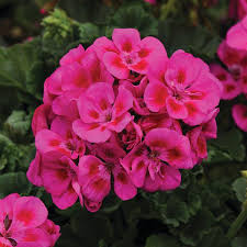 Geranium, Fantasia Purple Sizzle