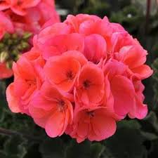 Geranium, Fantasia Salmon