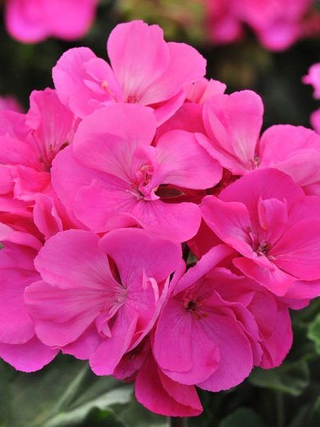 Geranium, Fantasia Shocking Pink