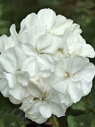 Geranium, Fantasia White