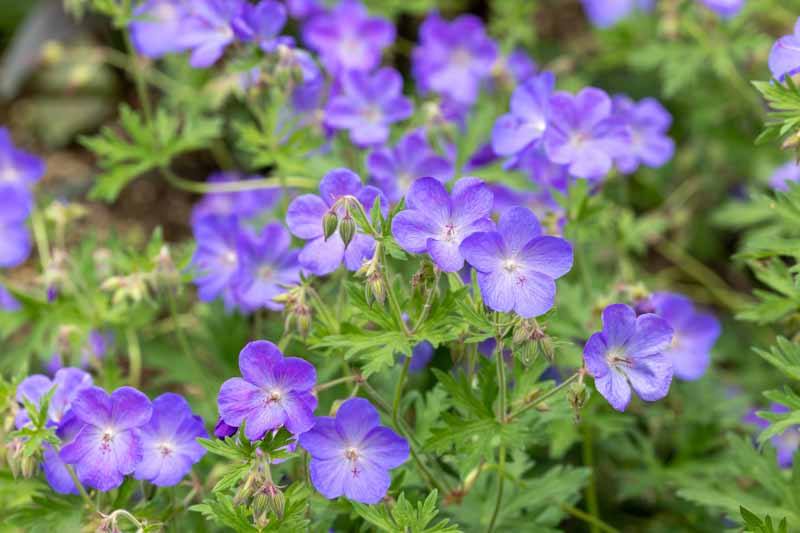 Geranium, Johnson's Blue