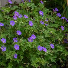 Cranesbill, Rozanne 1g