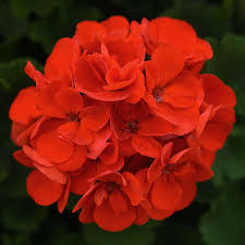 Geranium, Sunrise Bright Scarlet