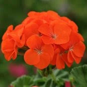 Geranium, Tango Orange