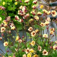 Geum, Tempo Yellow 1g