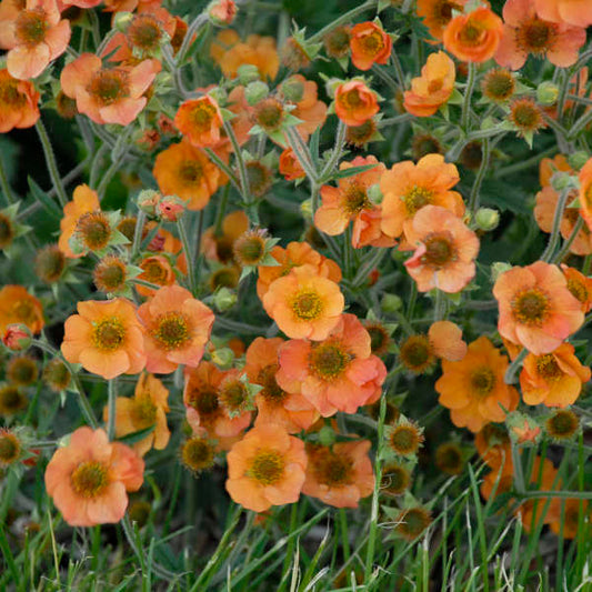 Geum, Totally Tangerine