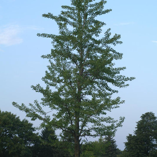 Ginkgo Tree