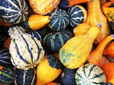 Gourds, Assorted Sizes & Colours