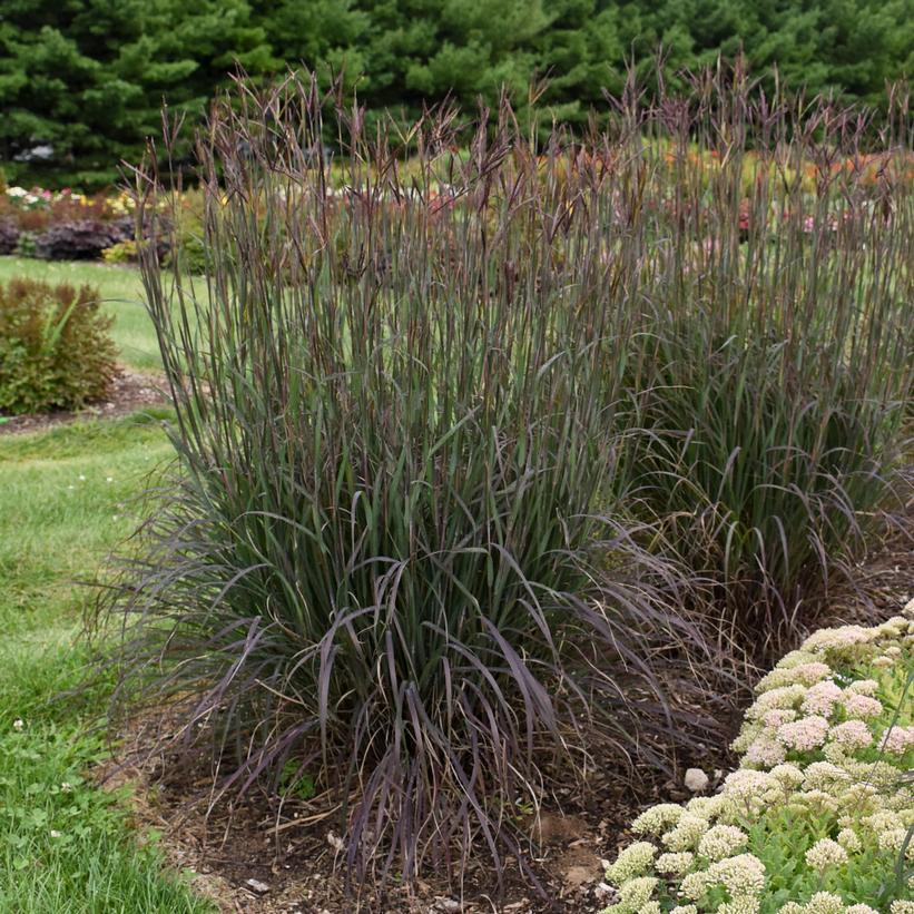 Grass, Blackhawks Big Bluestem 1g