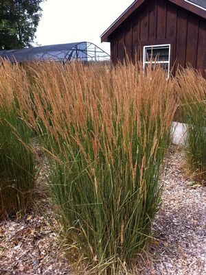 Grass, Karl Foerster Feather Reed